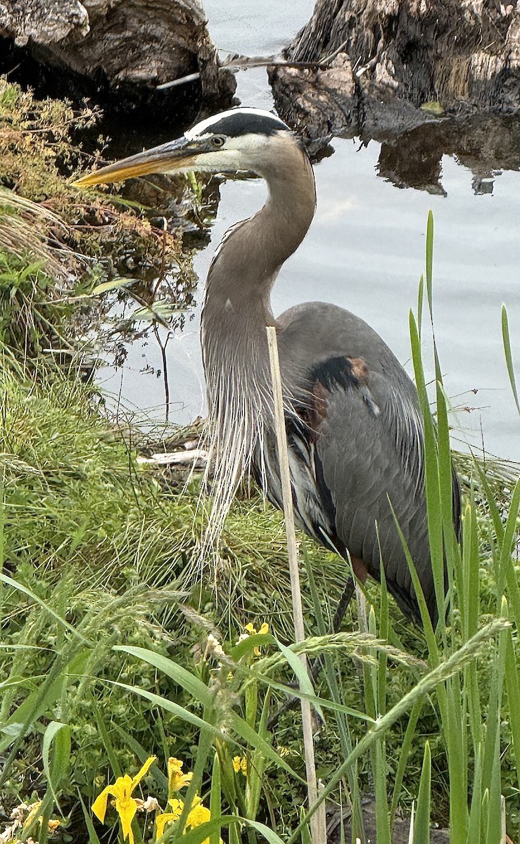 Kanadareiher - ML659157323