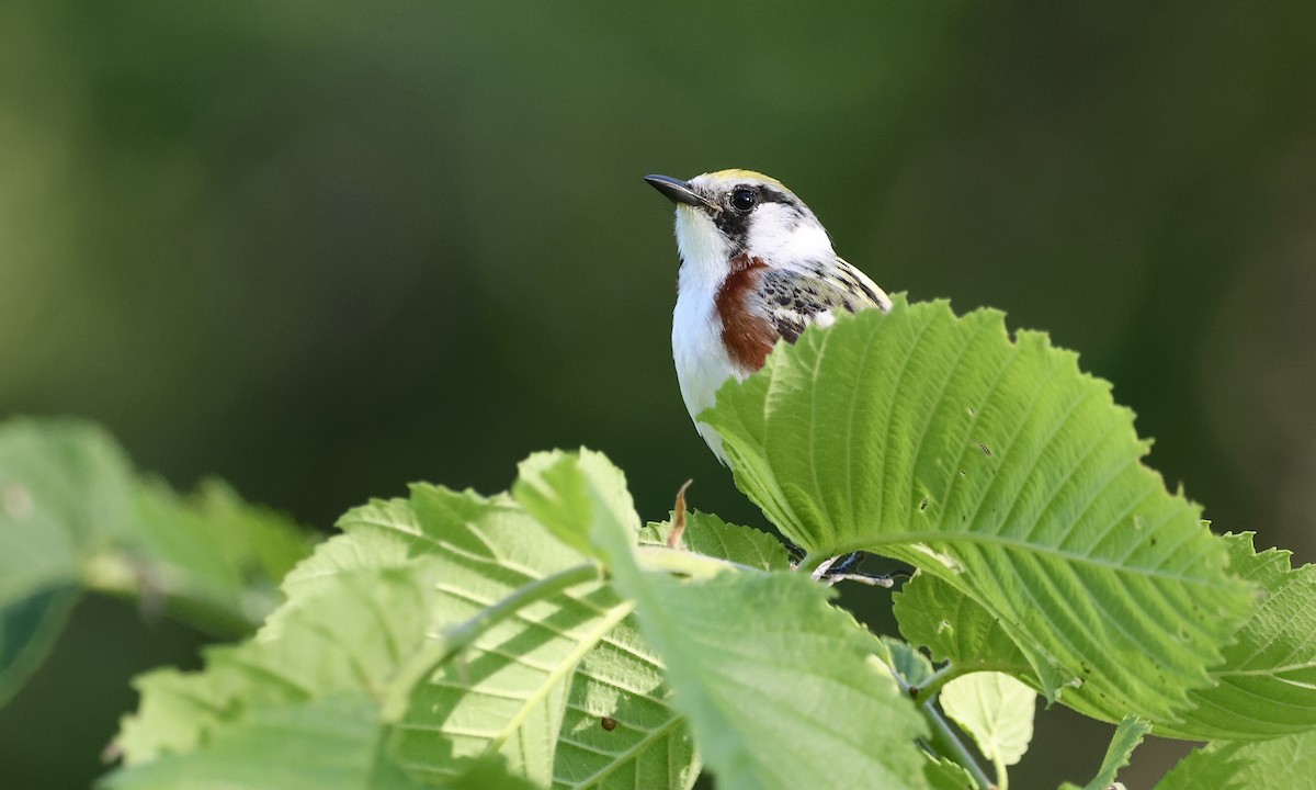 Chestnut-sided Warbler - ML659157409