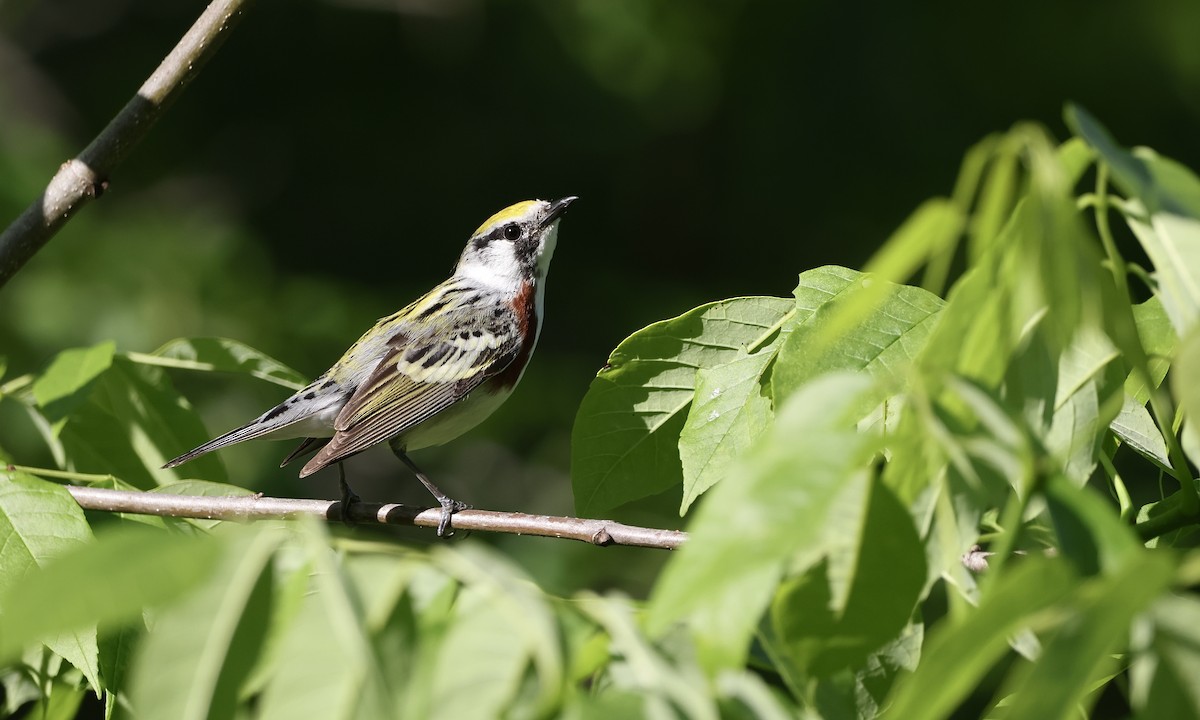 Chestnut-sided Warbler - ML659157410