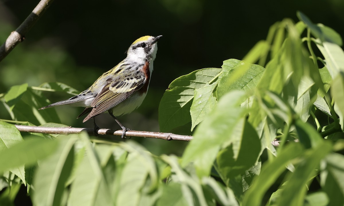 Chestnut-sided Warbler - ML659157411