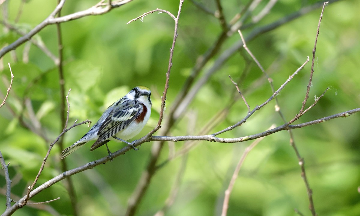 Chestnut-sided Warbler - ML659157412