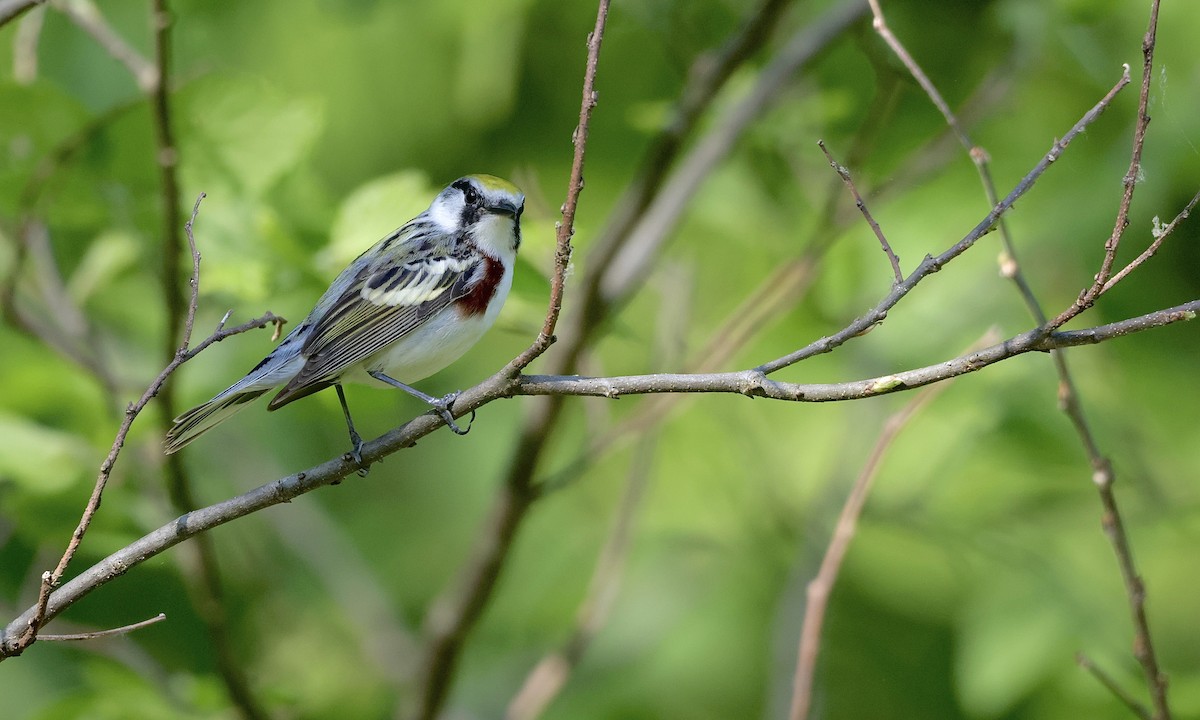 Chestnut-sided Warbler - ML659157413