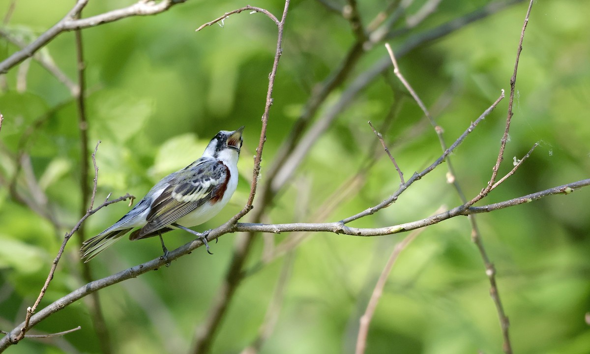 Chestnut-sided Warbler - ML659157414