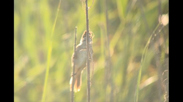 Clamorous Reed Warbler - ML659157445