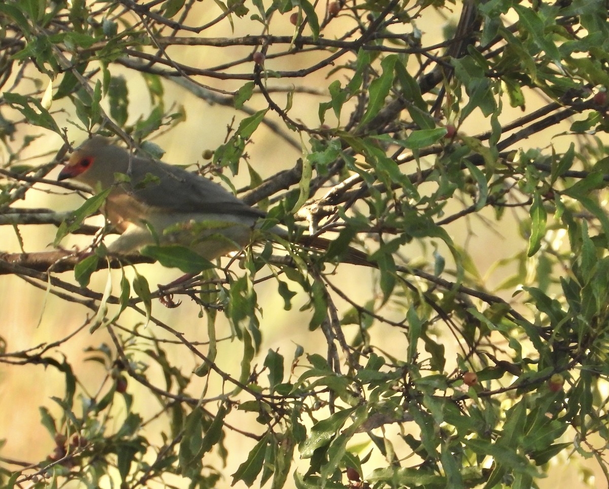 Red-faced Mousebird - ML659158077