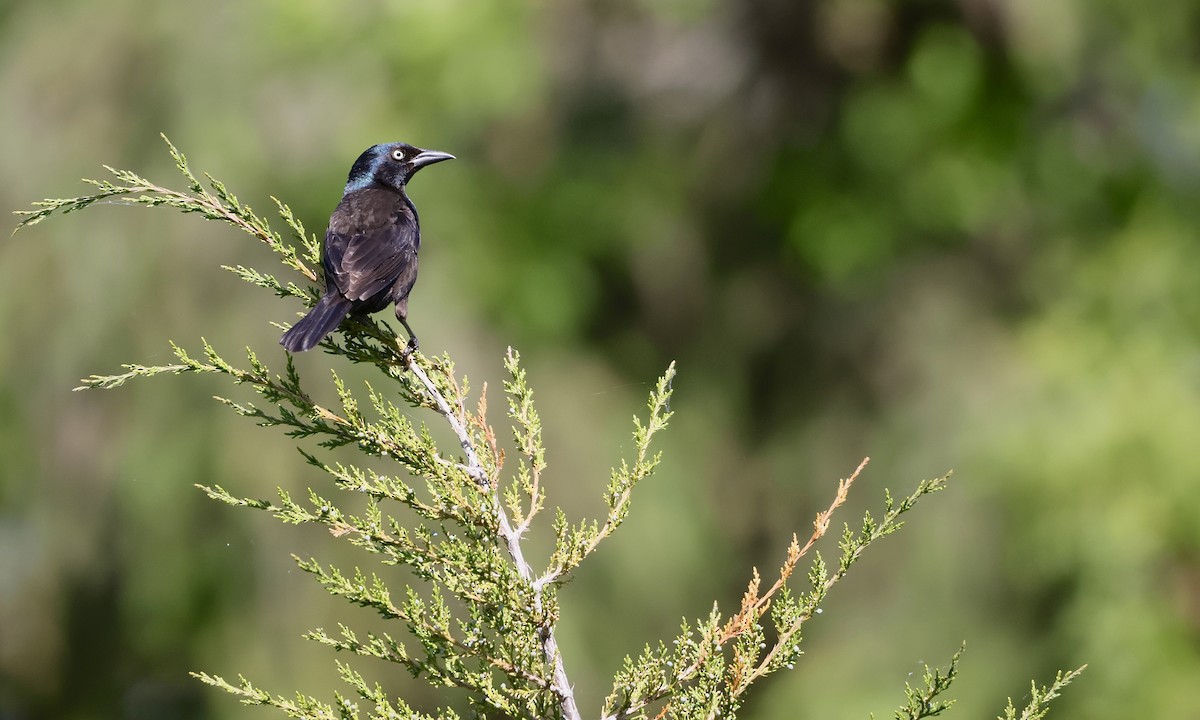 Common Grackle - ML659158398