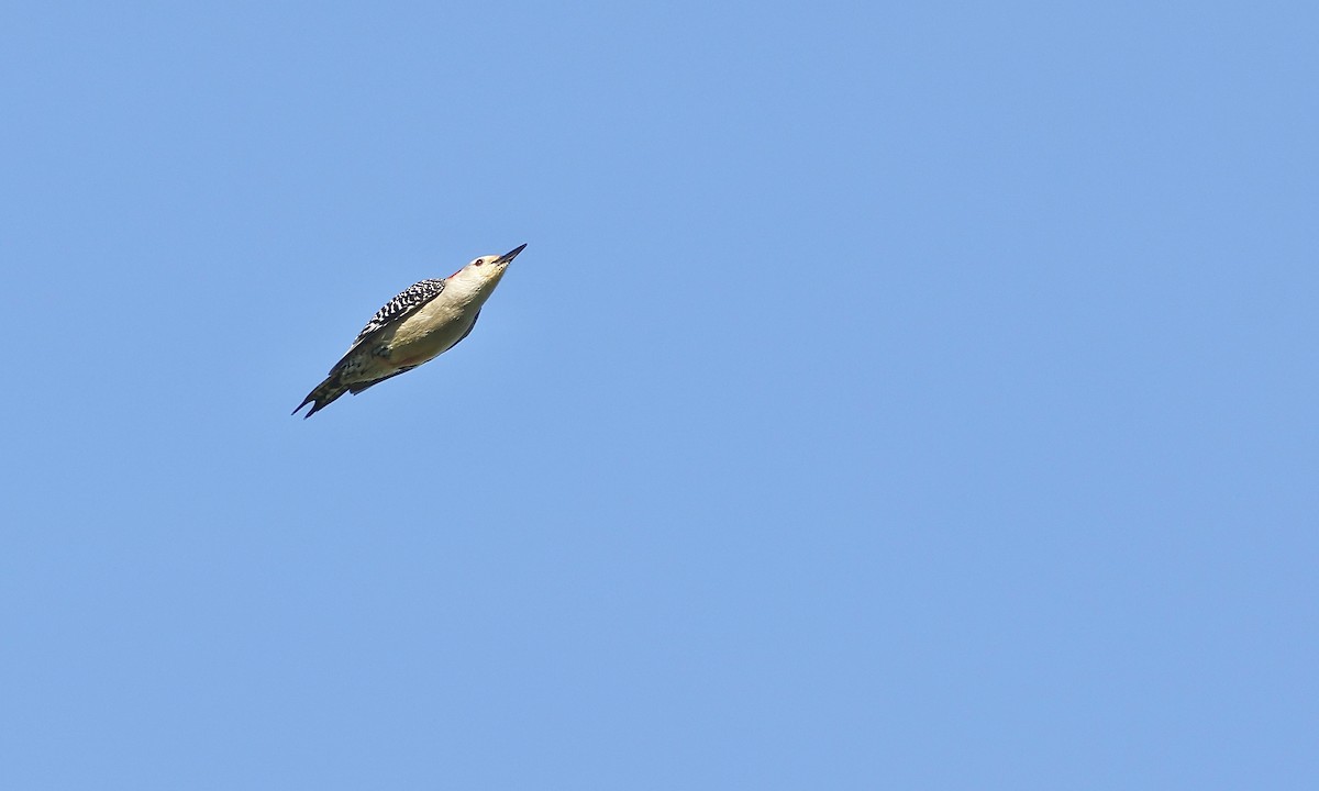 Red-bellied Woodpecker - ML659158406