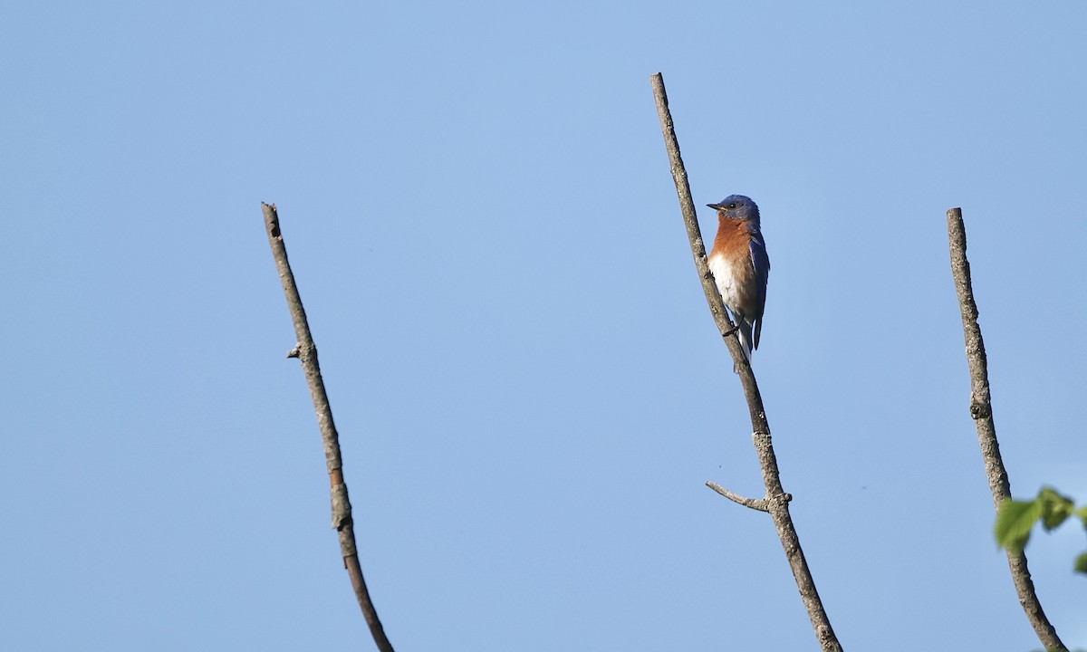 Eastern Bluebird - ML659158417
