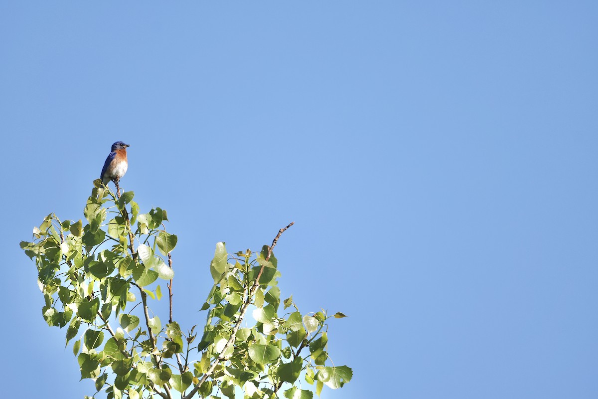 Eastern Bluebird - ML659158418