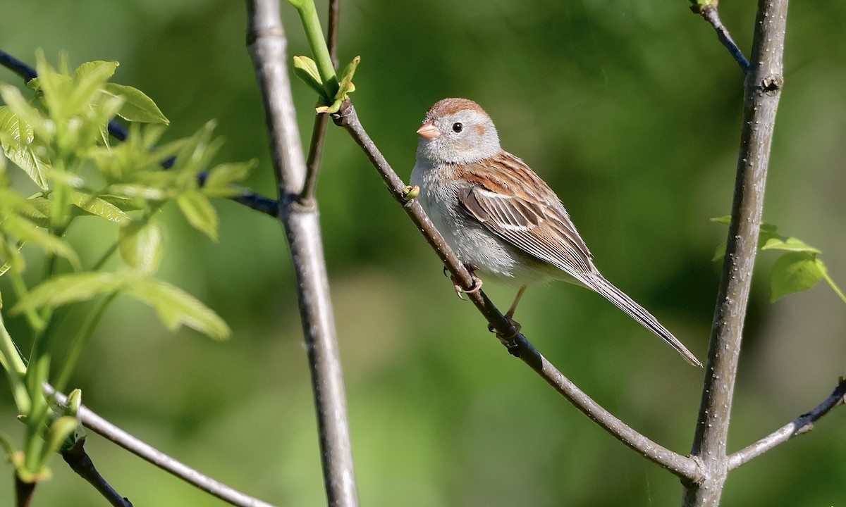 Field Sparrow - ML659158422