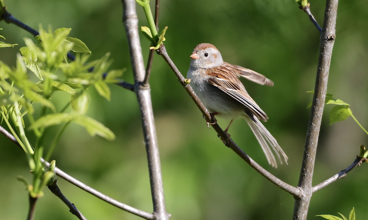 Field Sparrow - ML659158423