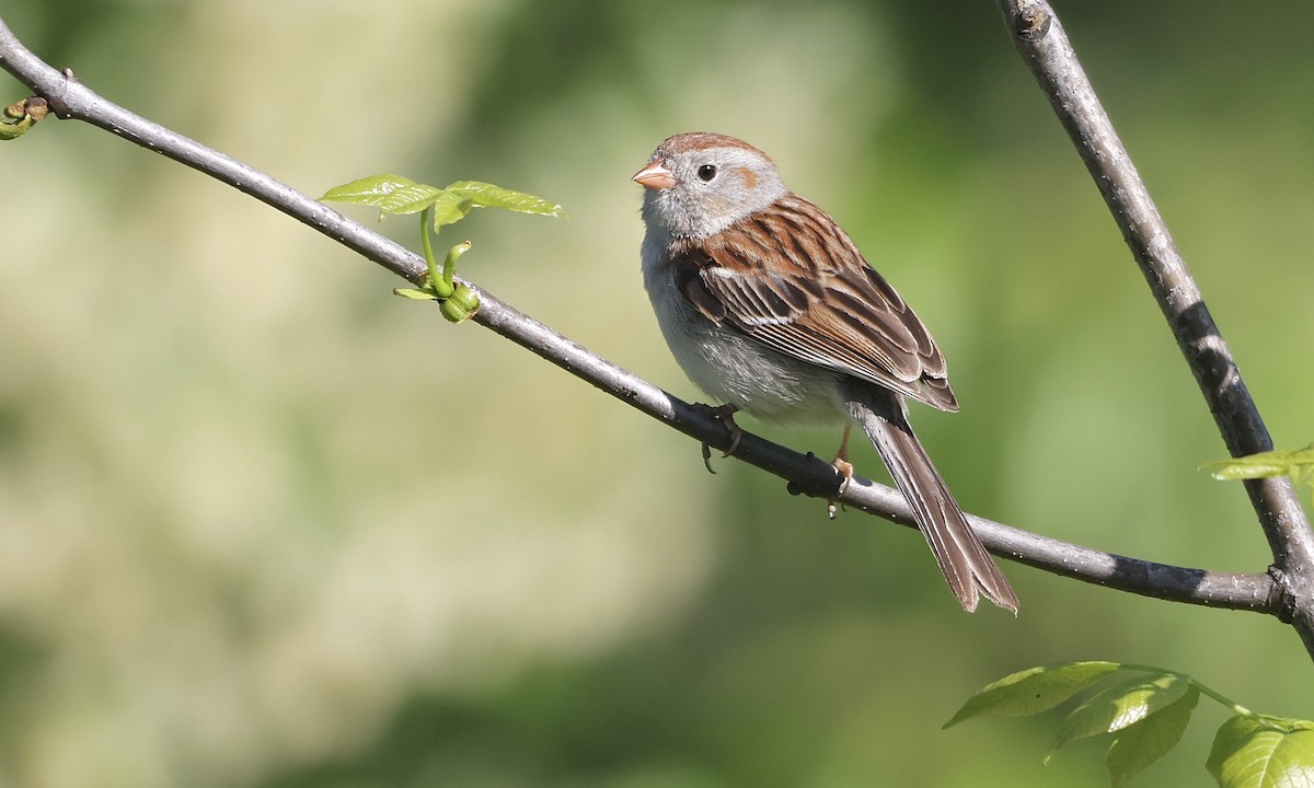 Field Sparrow - ML659158424