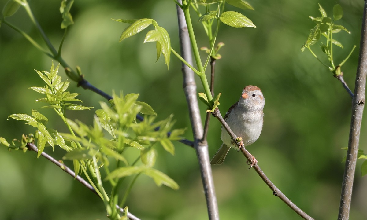 Field Sparrow - ML659158425