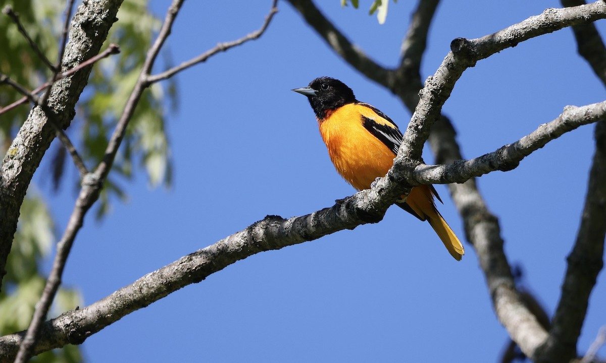 Baltimore Oriole - ML659158428