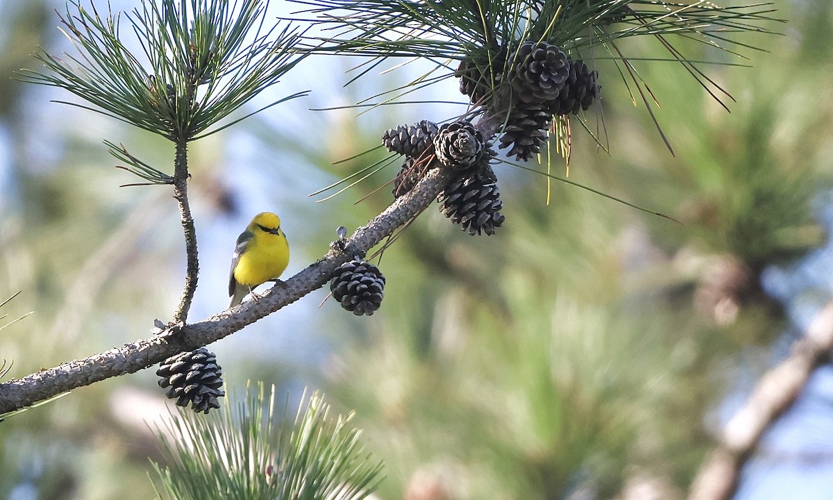 Blue-winged Warbler - ML659158432