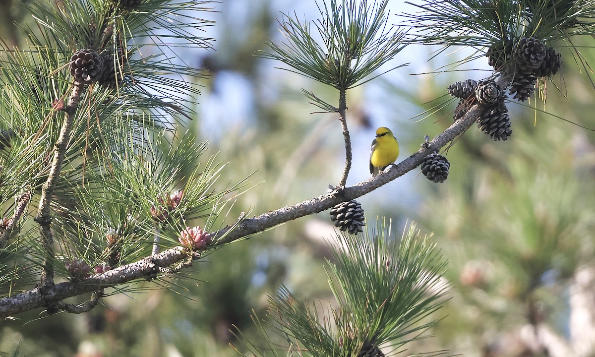 Blue-winged Warbler - ML659158433
