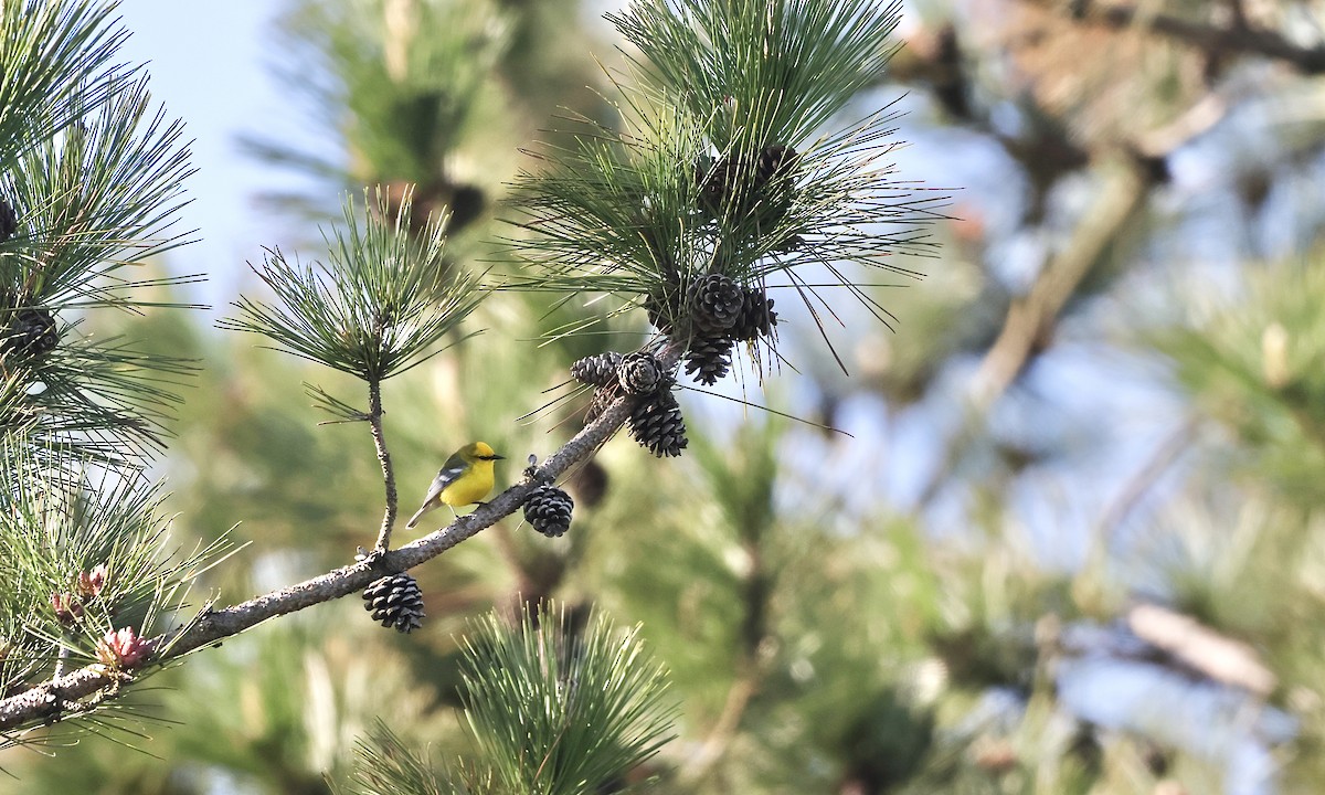 Blue-winged Warbler - ML659158434