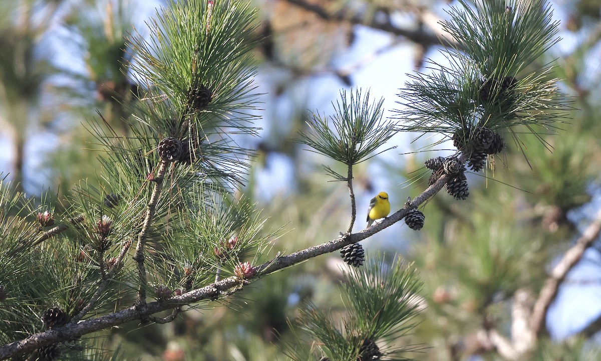 Blue-winged Warbler - ML659158435