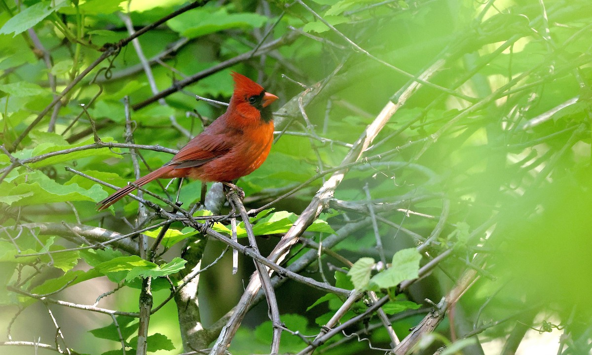Northern Cardinal - ML659158439