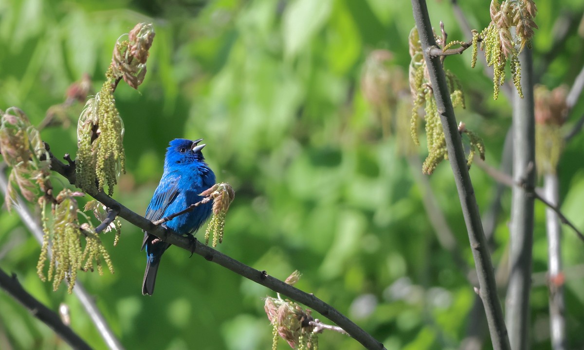Indigo Bunting - ML659158451
