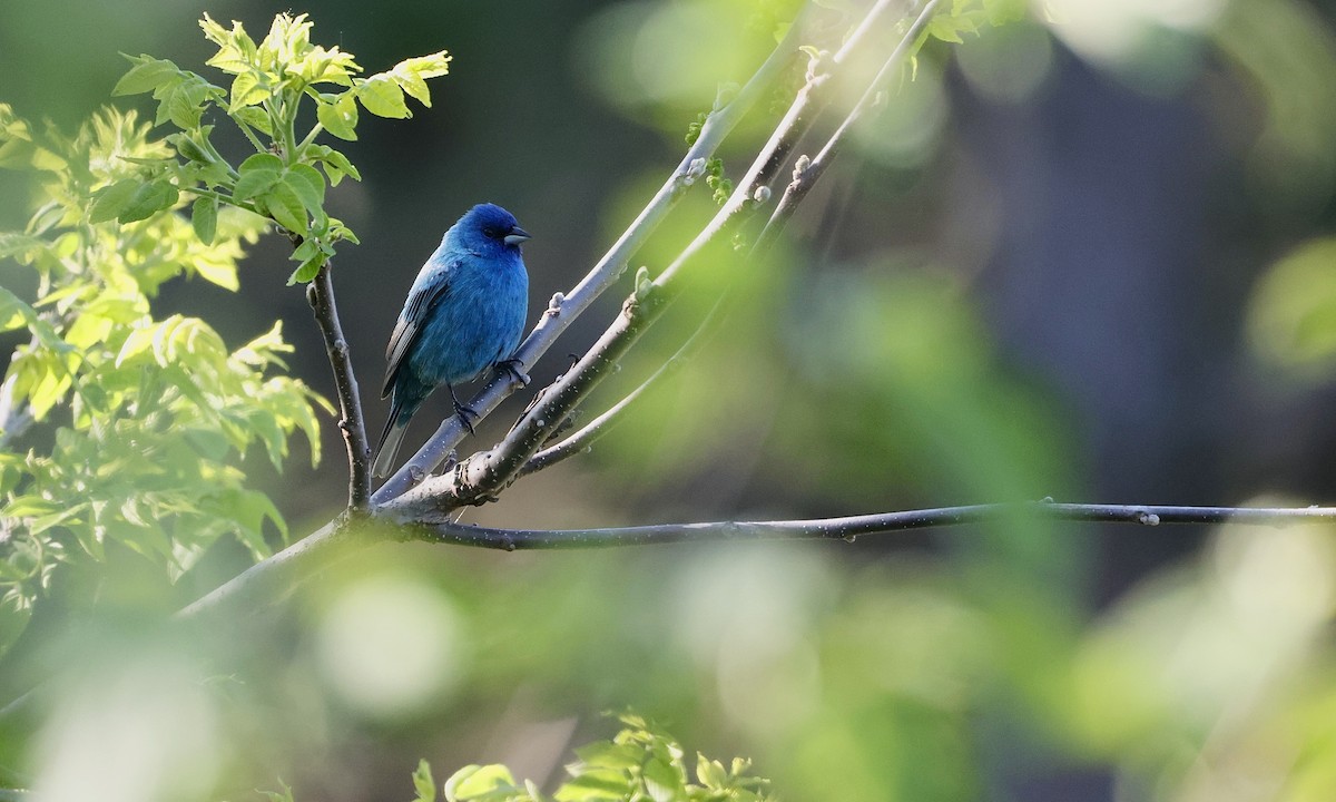 Indigo Bunting - ML659158452