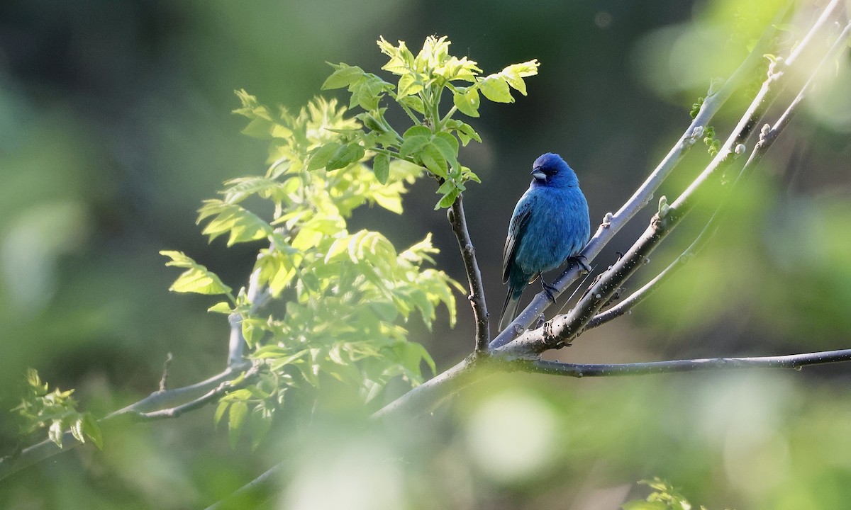 Indigo Bunting - ML659158453