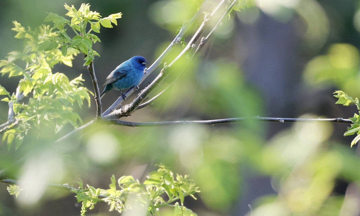 Indigo Bunting - ML659158454