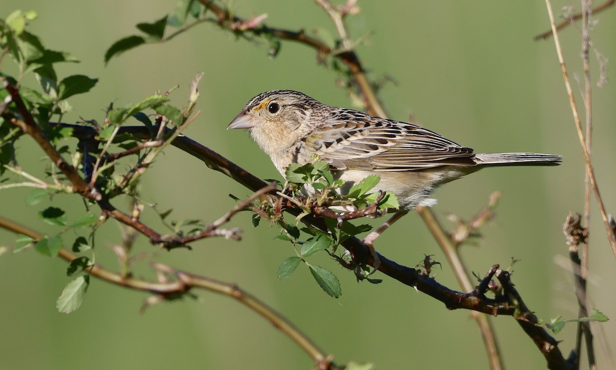 Grasshopper Sparrow - ML659158468