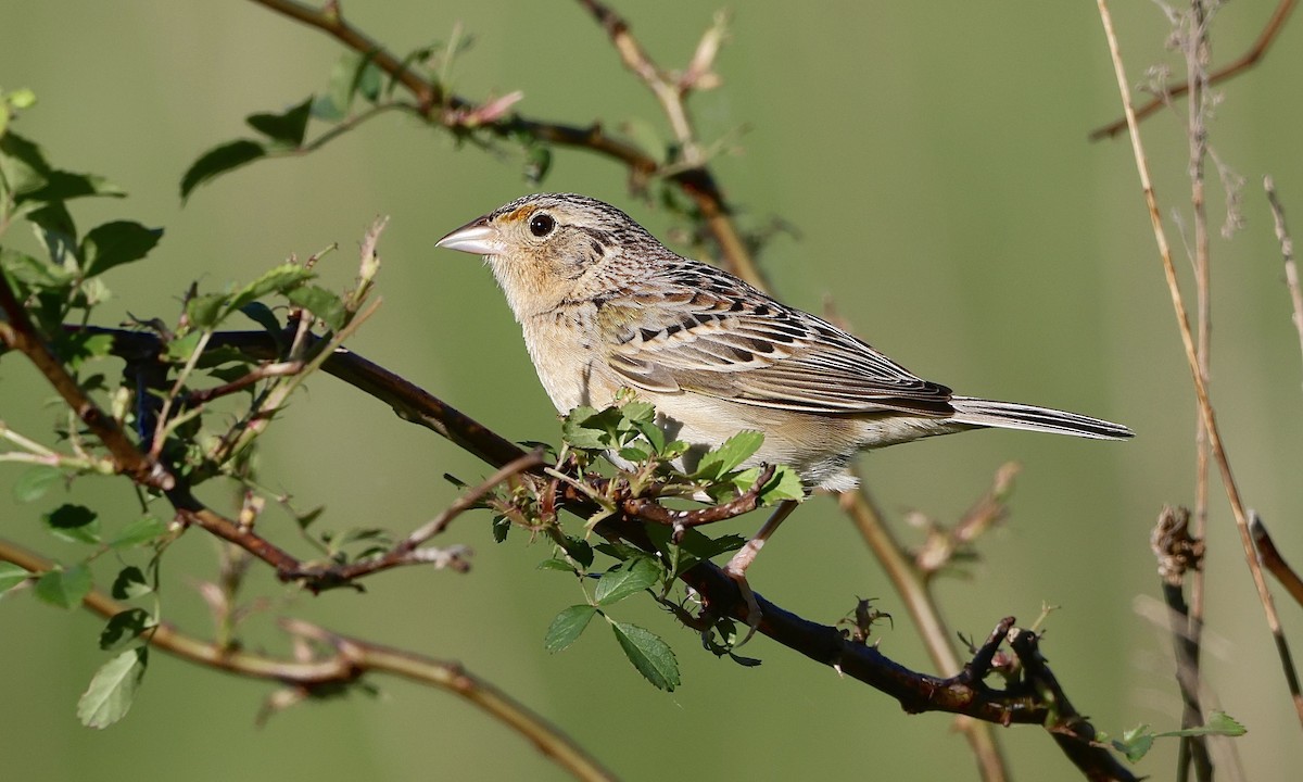 Grasshopper Sparrow - ML659158469