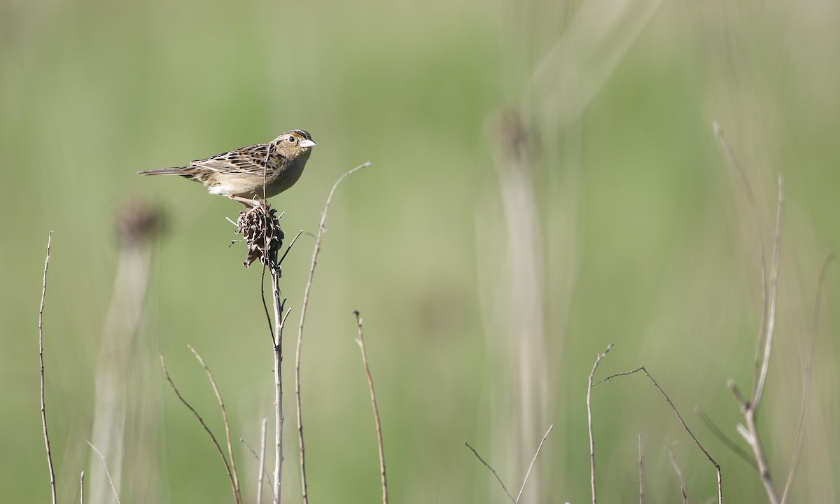 Grasshopper Sparrow - ML659158470