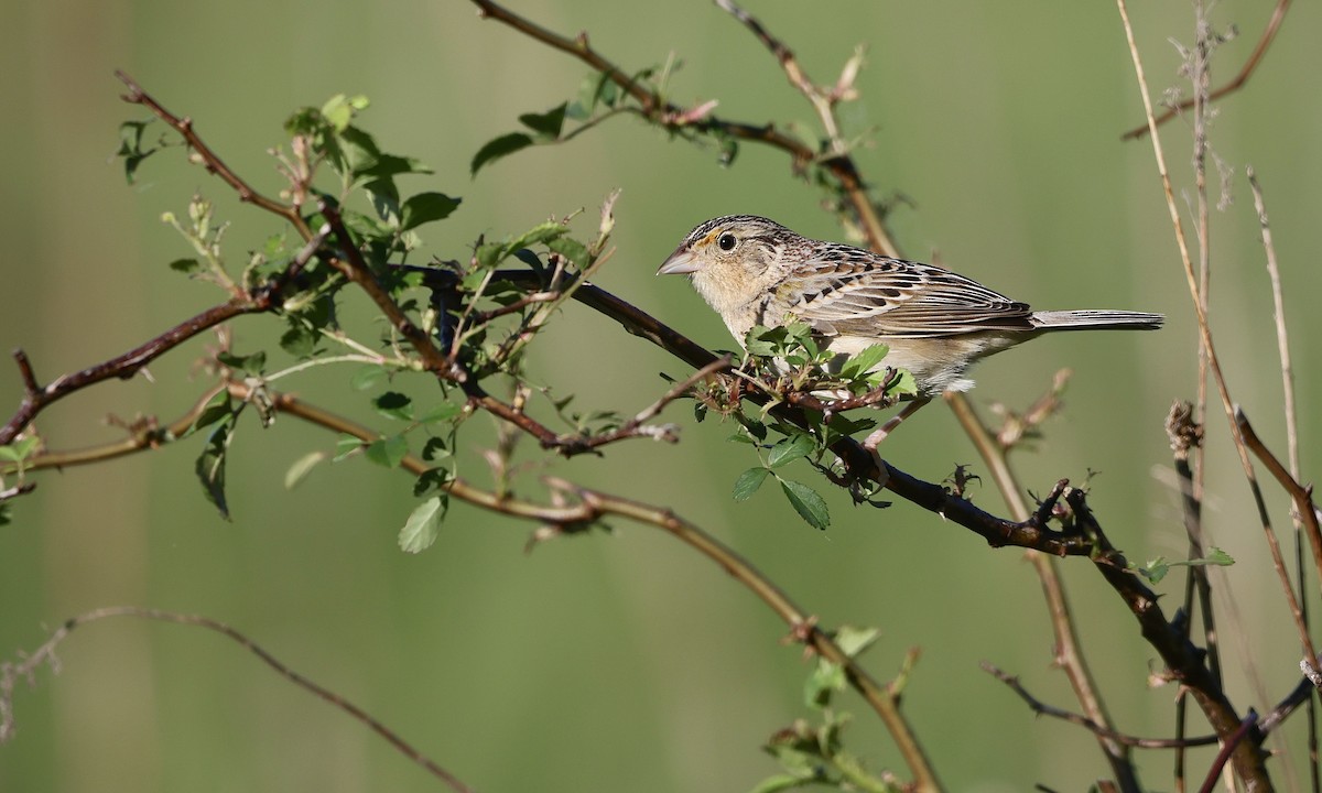 Grasshopper Sparrow - ML659158471
