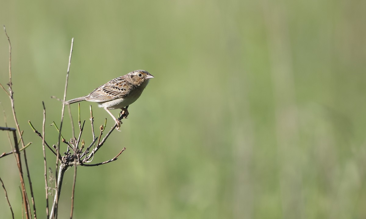 Grasshopper Sparrow - ML659158472