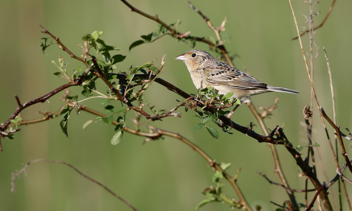 Grasshopper Sparrow - ML659158473