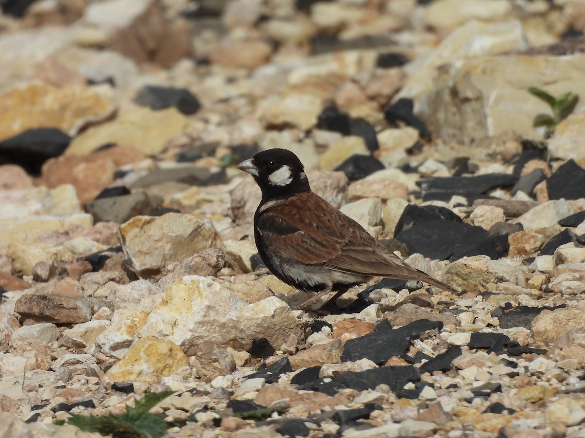 Chestnut-backed Sparrow-Lark - ML659158501
