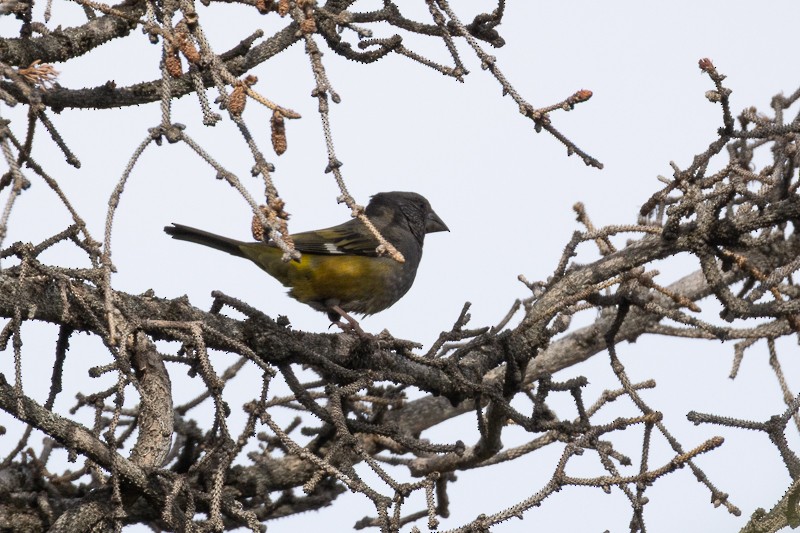 White-winged Grosbeak - ML659159325