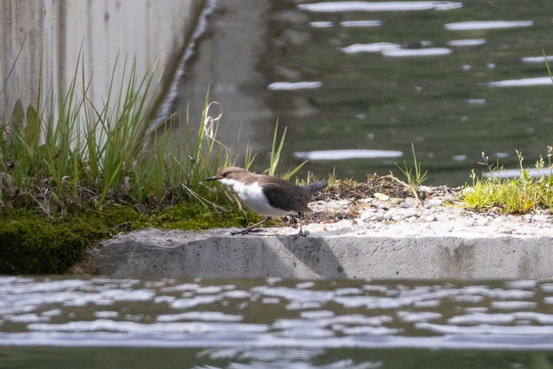 White-throated Dipper - ML659159334