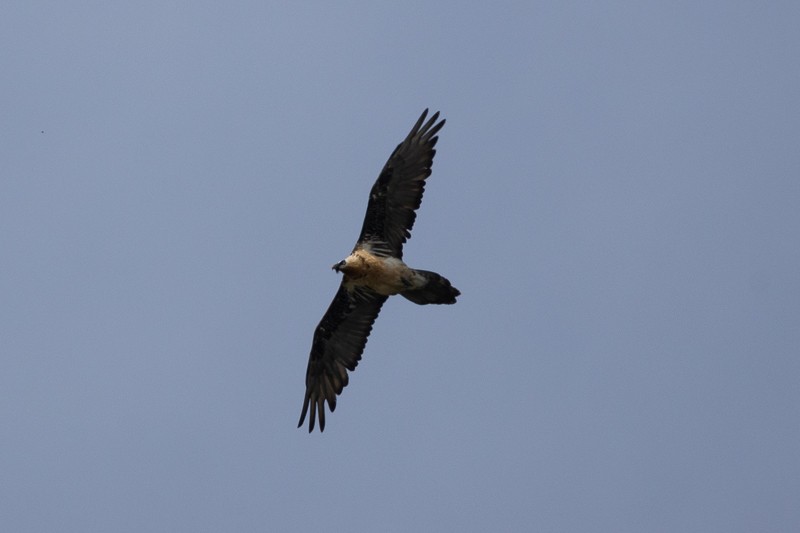 Bearded Vulture - ML659159337