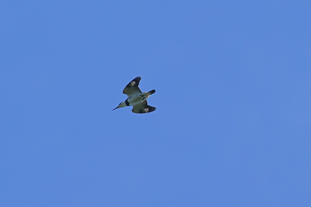 Belted Kingfisher - ML659159364