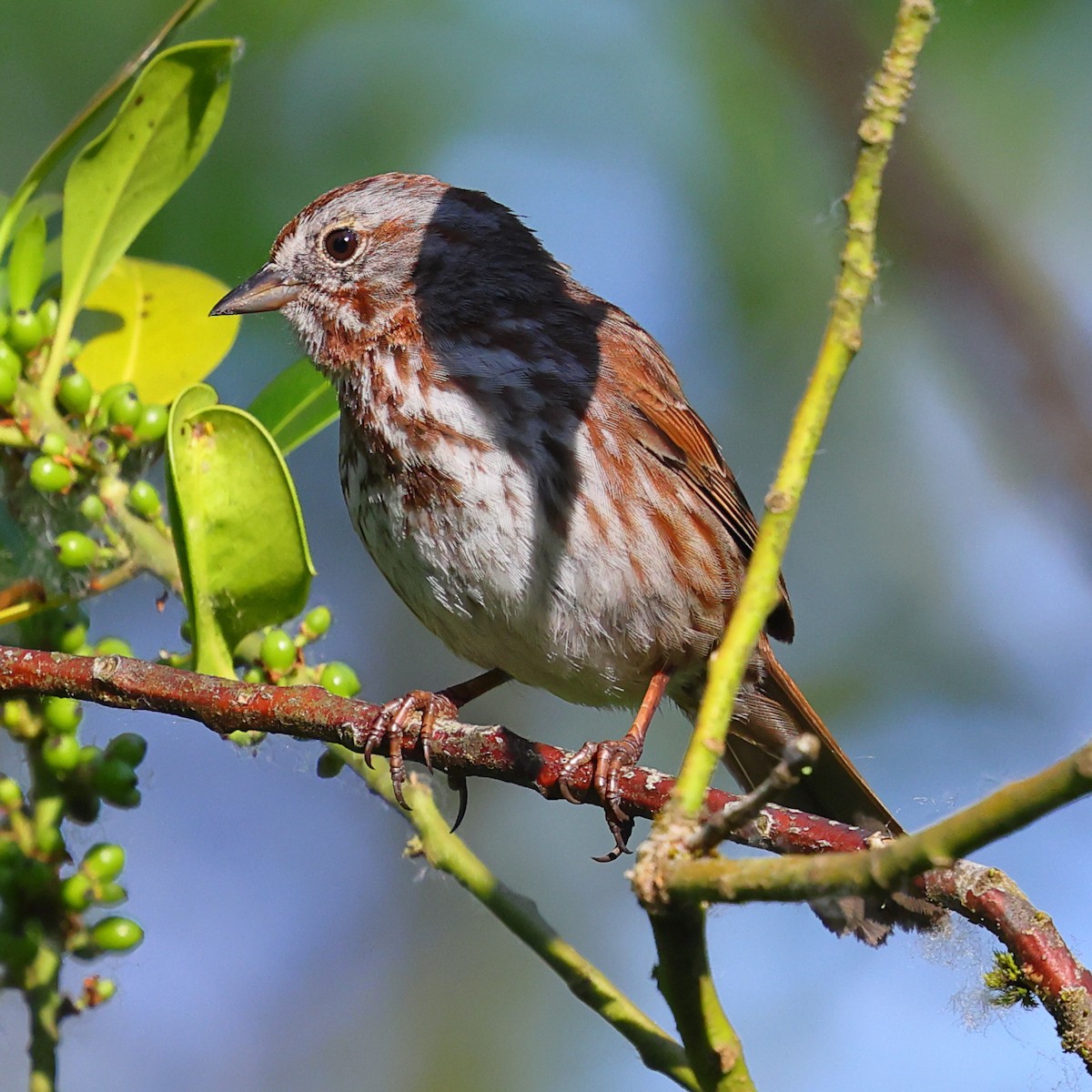 Song Sparrow - ML659159373
