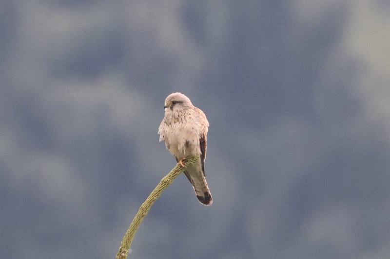 Eurasian Kestrel - ML659159423