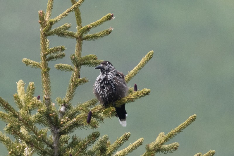 Northern Nutcracker - ML659159425
