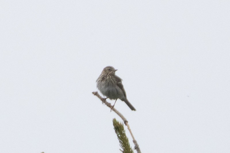 Tree Pipit - ML659159431