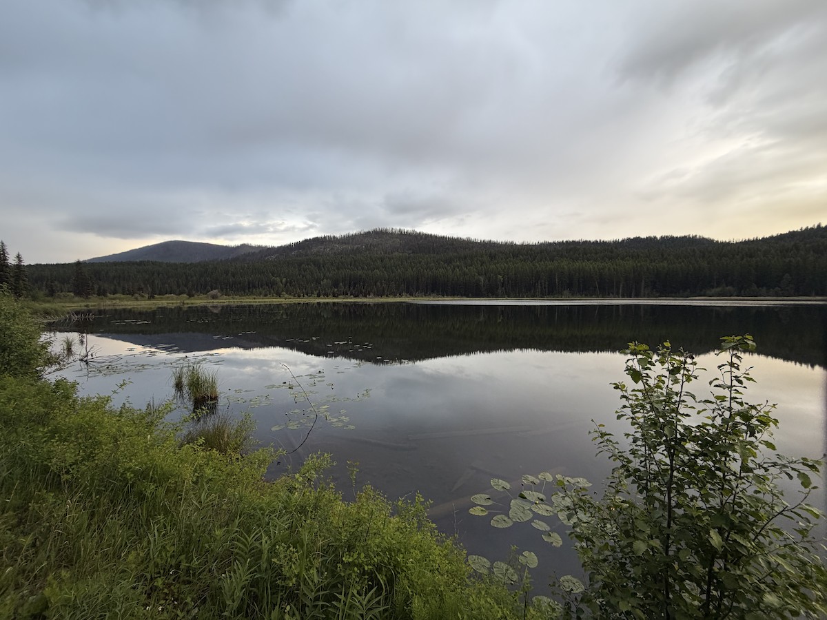 null - ML659159511