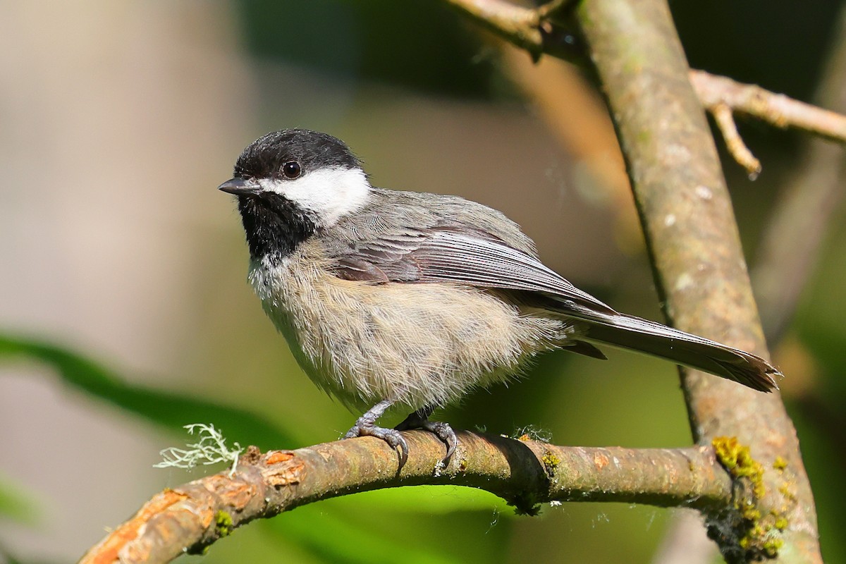 Black-capped Chickadee - ML659159633