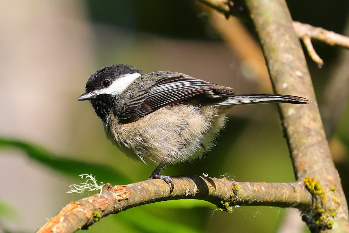 Black-capped Chickadee - ML659159634