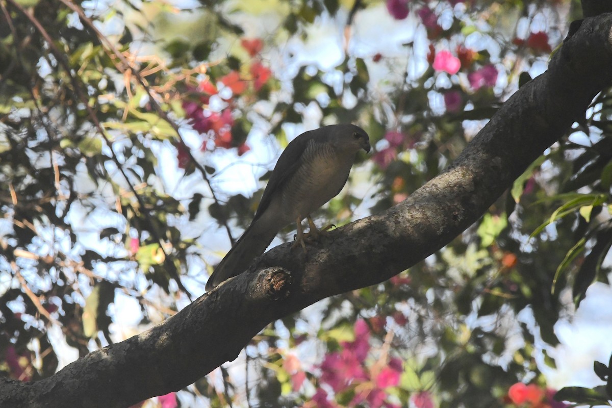 African Goshawk - ML659159739