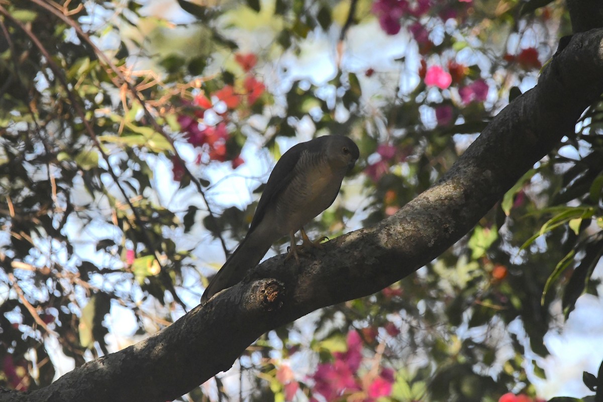 African Goshawk - ML659159748