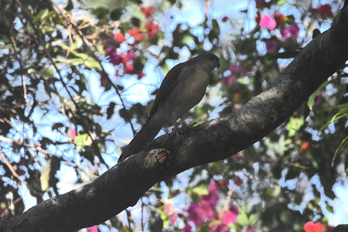 African Goshawk - ML659159755