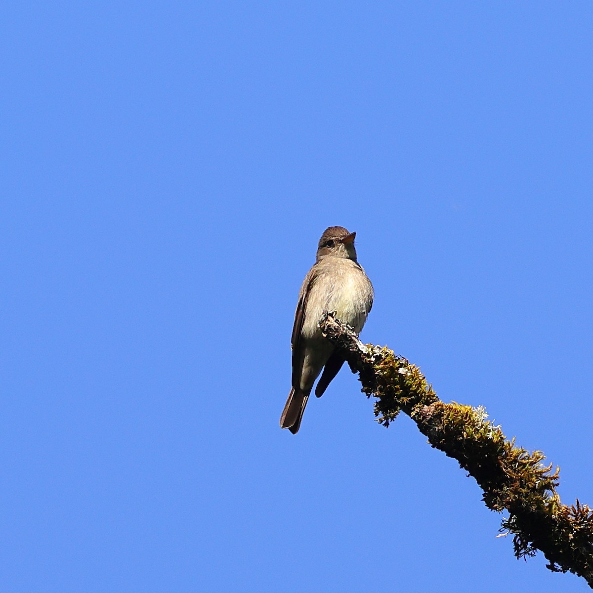 Western Wood-Pewee - ML659159783