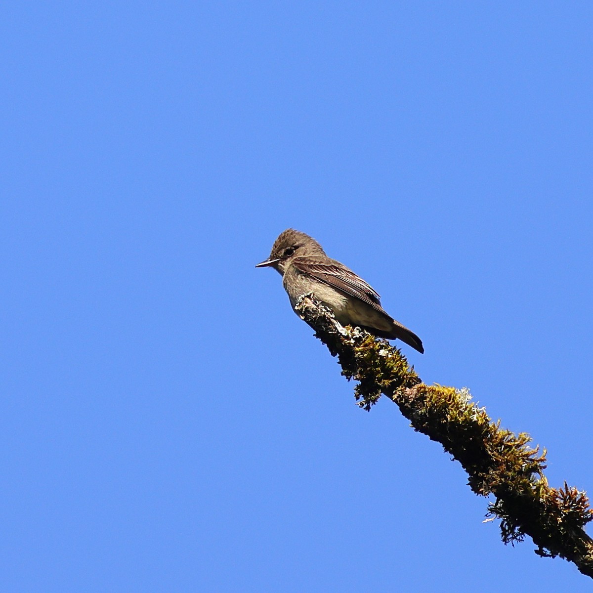 Western Wood-Pewee - ML659159784